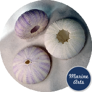 8606 - Sea Urchin - White Lilac